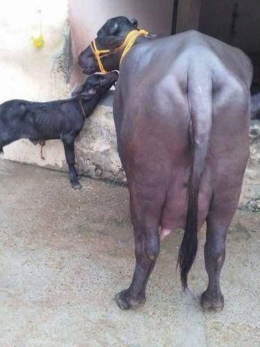 हरियाणा मुर्रा भैंस