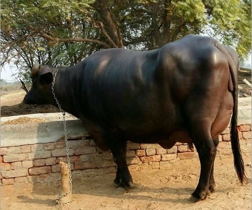 करनाल मुर्रा भैंस
