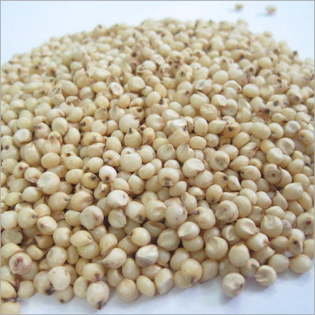 Organic Sorghum Seeds - 100% Pure, White Color | Dried, High in Protein, Dietary Fiber, and Essential Minerals