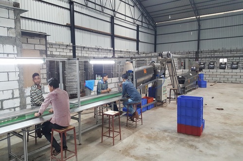 Automatic Cashew Peeling Machine Capacity: 150-200 Kg/Hr