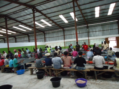 Blue Automatic Cashew Processing Plant - 1 Ton/Day