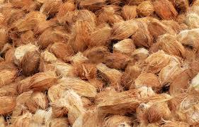 Fresh Indian Coconuts