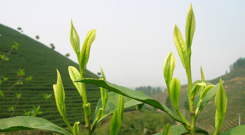 White Tea Long Leaves