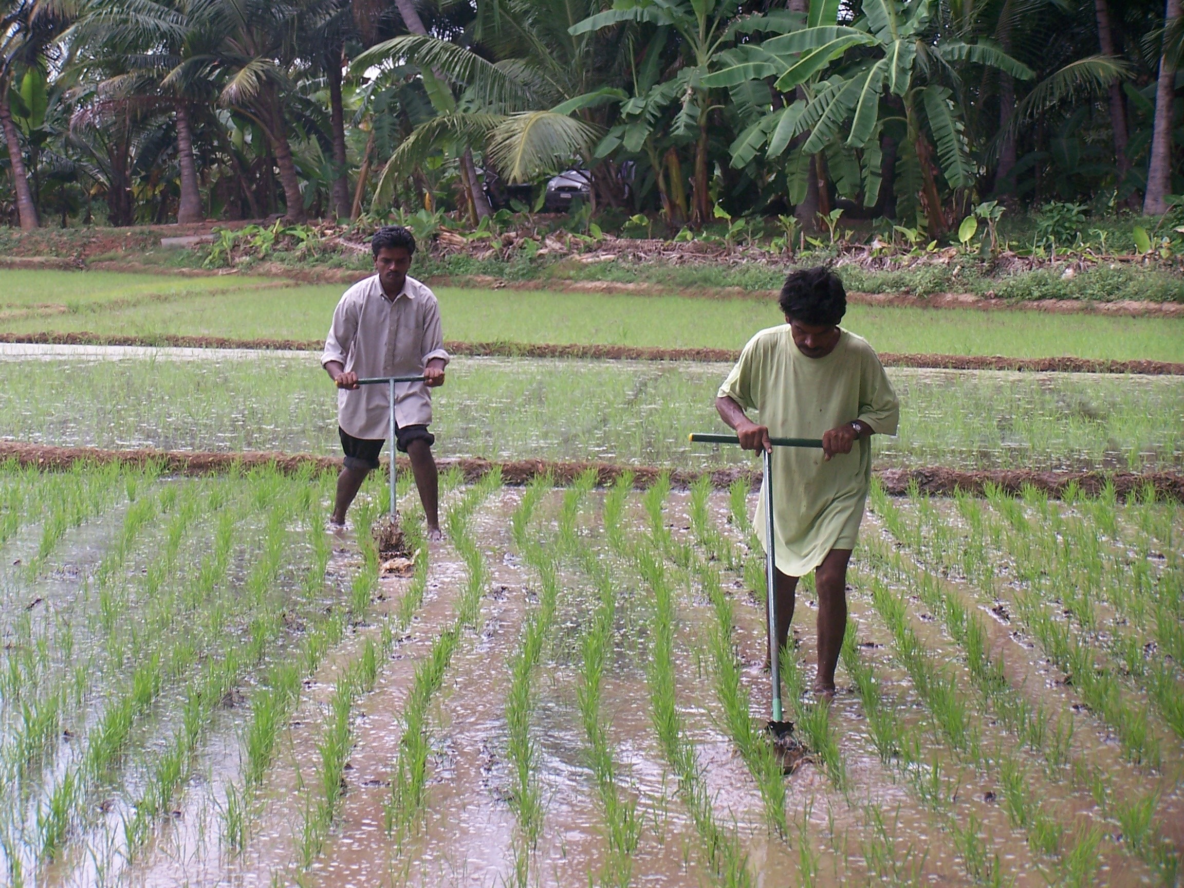 Rice Weeder Machine - Metal, 6 Kilograms | Robust Design, Easy Operation, Long Service Life