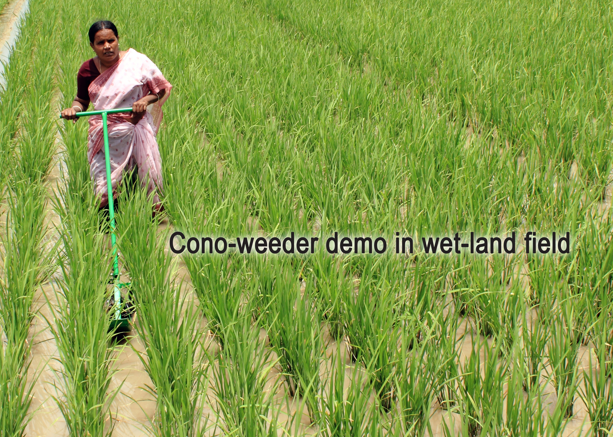 Rice Weeder Machine - Metal, 6 Kilograms | Robust Design, Easy Operation, Long Service Life