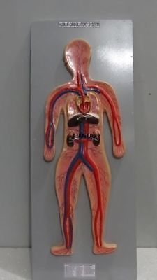 Human Circulatory System Anatomical Model