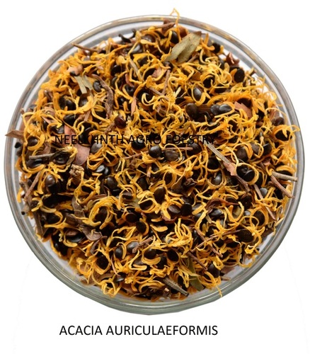 बबूल auriculaeformis