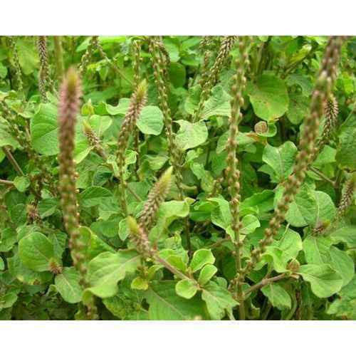 रतनजोत पाउडर