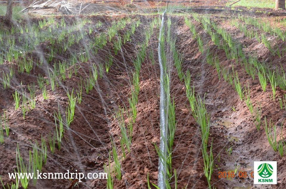 Cultivation Rain Pipe Application: Spray Irrigation