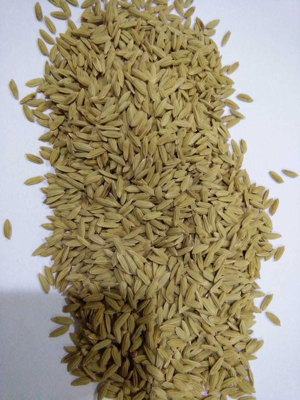 Organic Rice