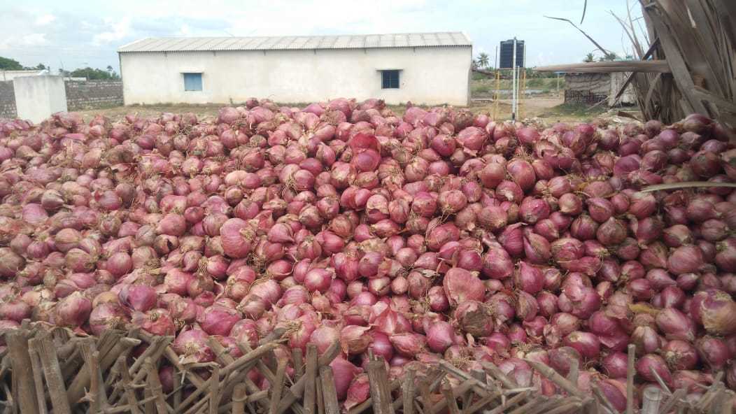 Small Onion - Pink, A Grade, Well Matured, Dried Vegetables | Healthy Heart, Immune Boost, Blood Pressure Control, Cancer Prevention, Diabetes Management, Stress Relief