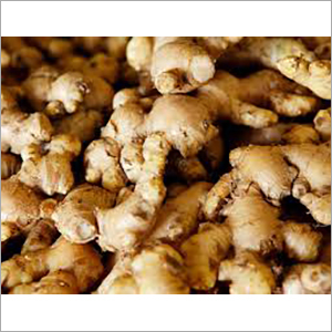 Ginger