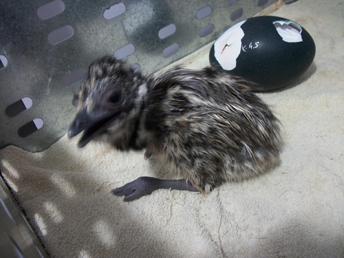 EMU अंडे के हैचिंग