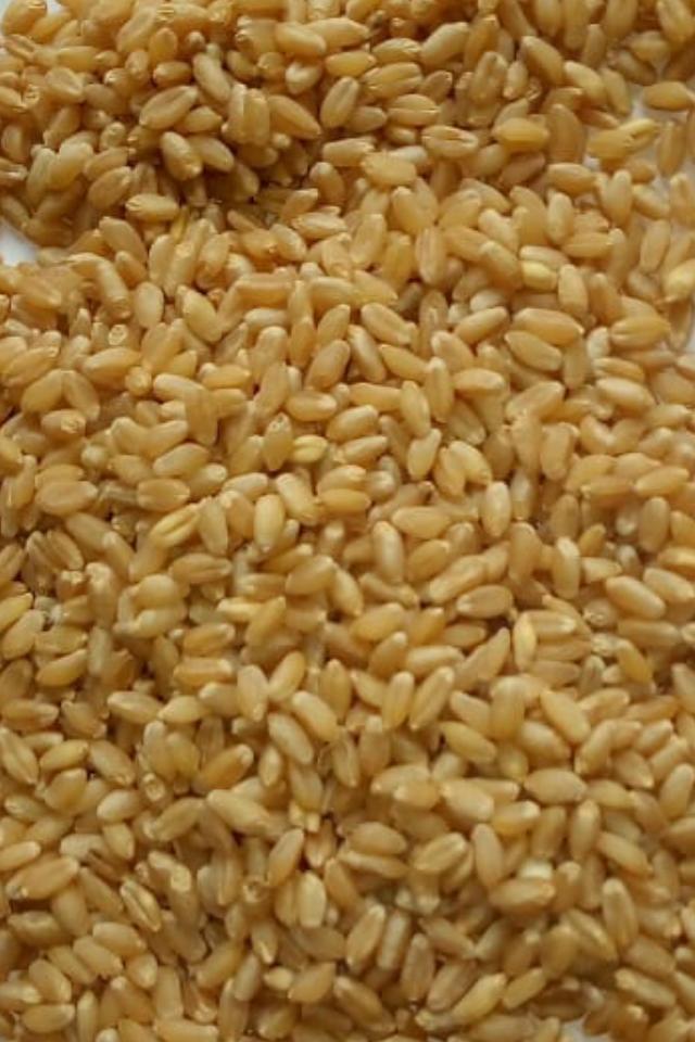 Wheat