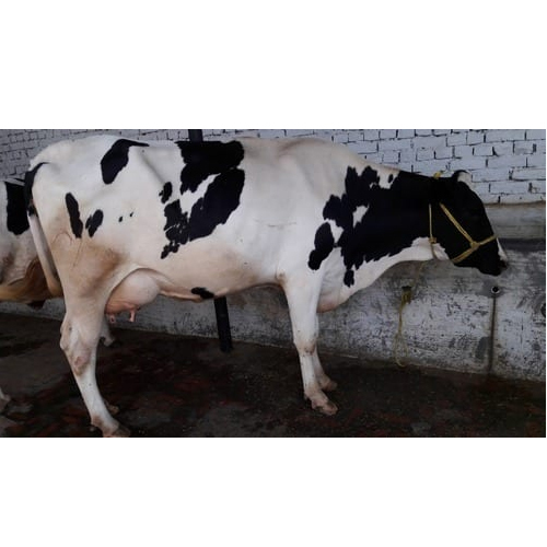 Holstein Friesian Cow