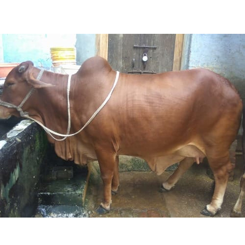 Brown Sahiwal Cow - High-quality Dairy Breed | Renowned For Rich Milk Production, Adaptability To Diverse Climates