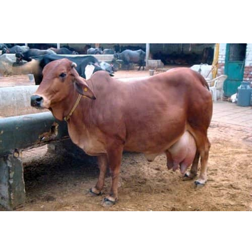 Sahiwal Cow