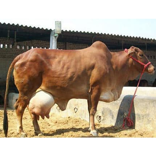 High Yield Sahiwal Cow