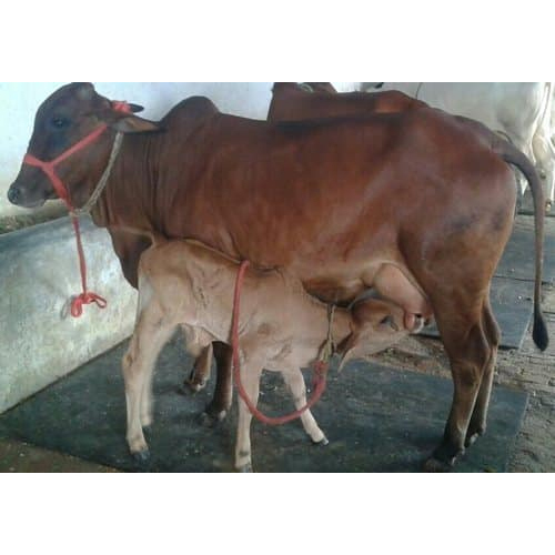 High Yield Pure Bread Sahiwal Cow