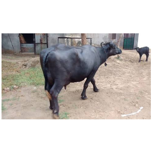 Murrah Buffalo