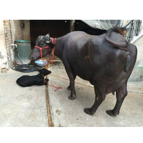 High Yield Murrah Buffalo