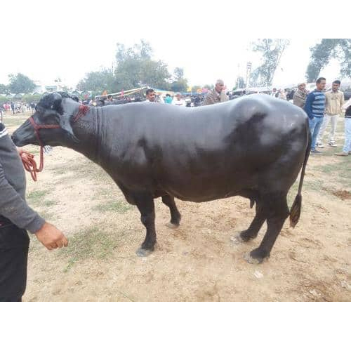 High Yield Pure Bread Murrah Buffalo