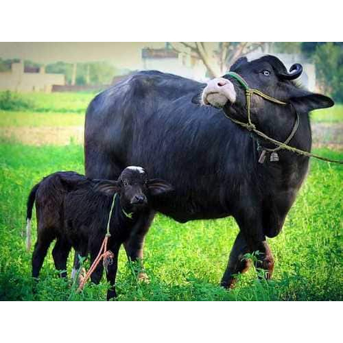 Nilli Ravi Buffalo