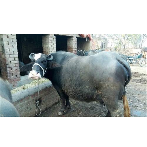 High Yield Nilli Ravi Buffalo