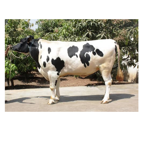 Hf Bull Supplier In Karnal