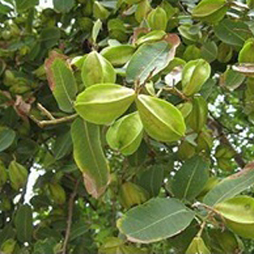 Terminalia Arjuna Extract - 0.5% Arjunolic Acid | Antioxidant, Cardiotonic Activity, Reduces Cholesterol, Improves Cardiovascular Function