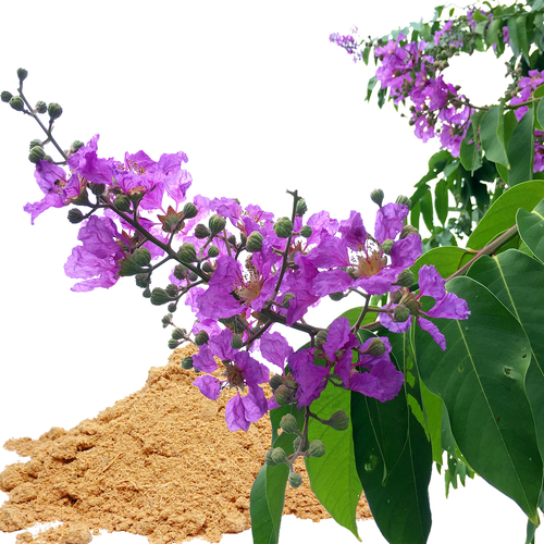 बनाबा पत्ते का अर्क