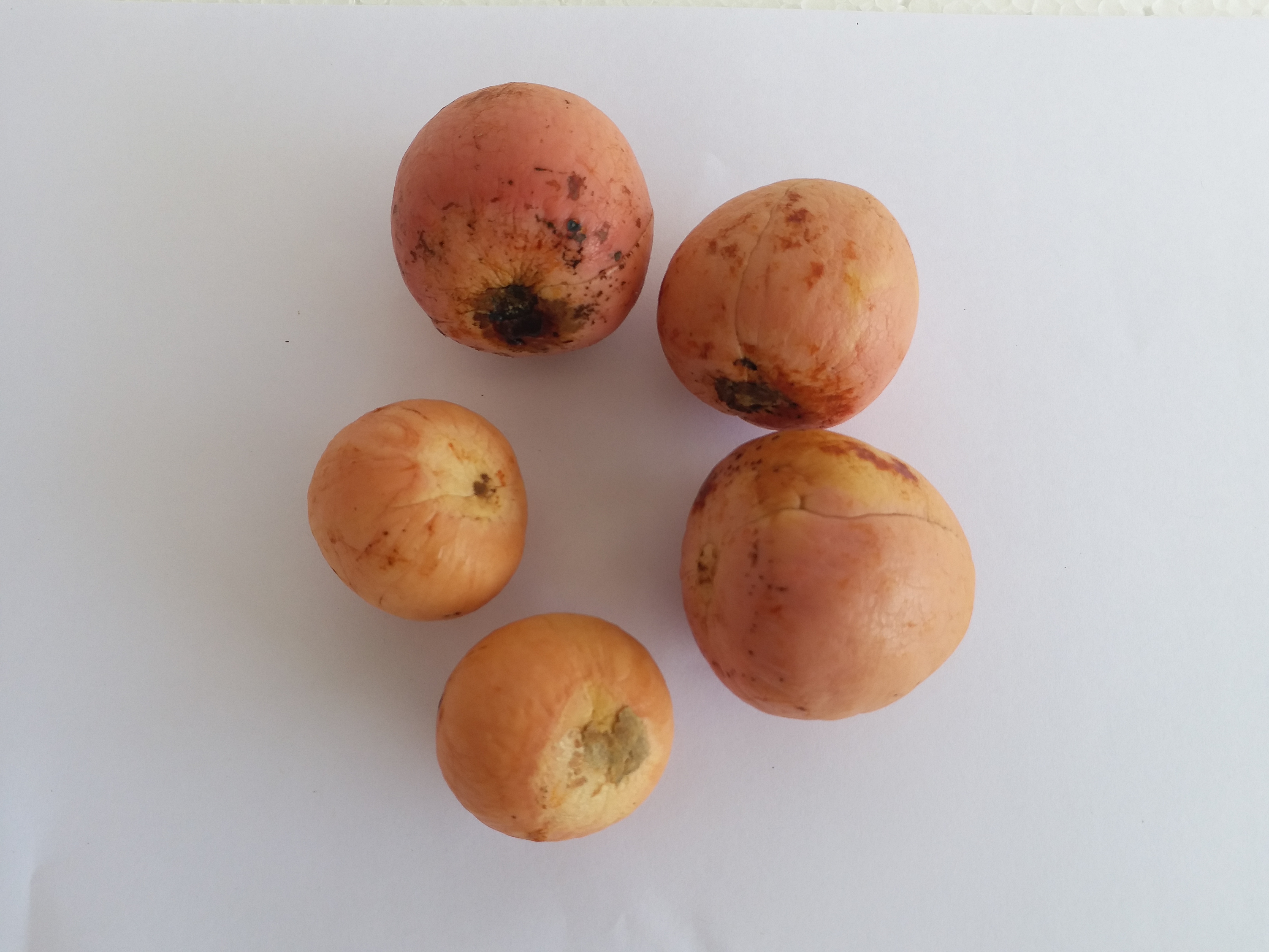 Avocado Fruit Seeds - 10 Seeds , Moisture Resistant Packaging For Enhanced Freshness & Effectiveness In Cultivating Trees And Shrubs For Beautiful Gardens