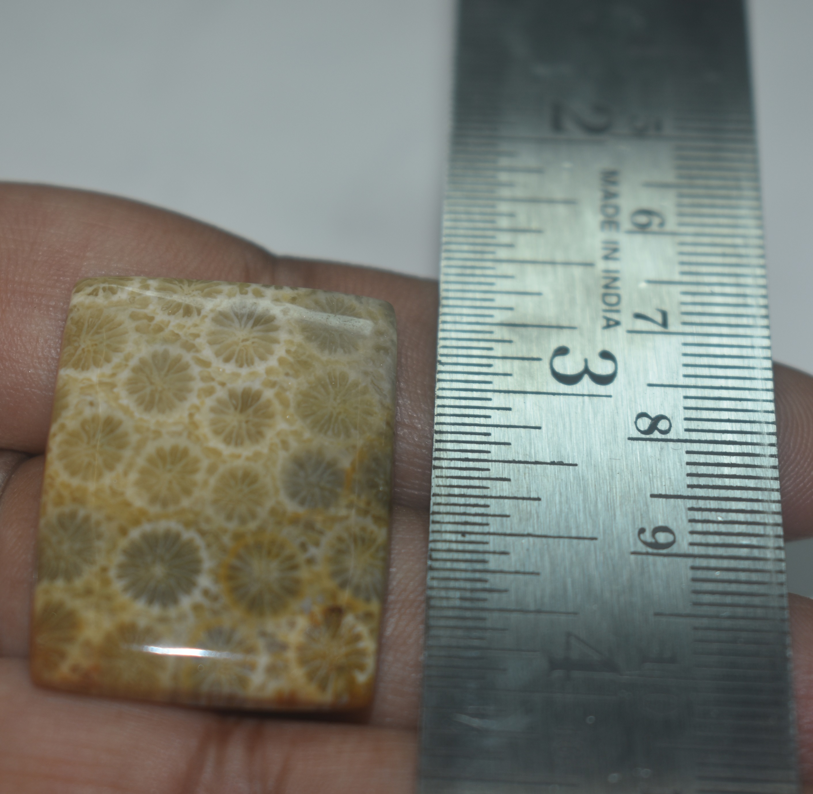 Fossil Coral Polished Stone