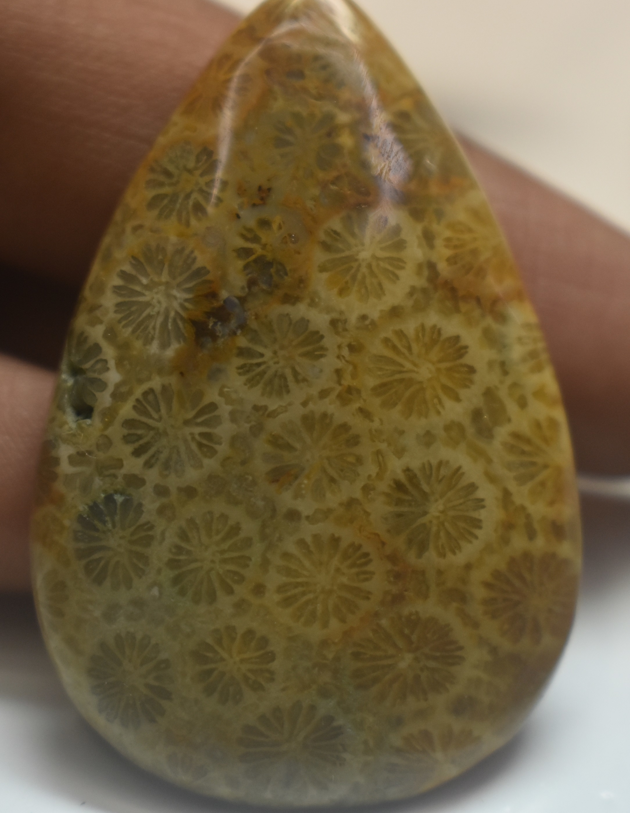 Fossil Coral Polished Stone