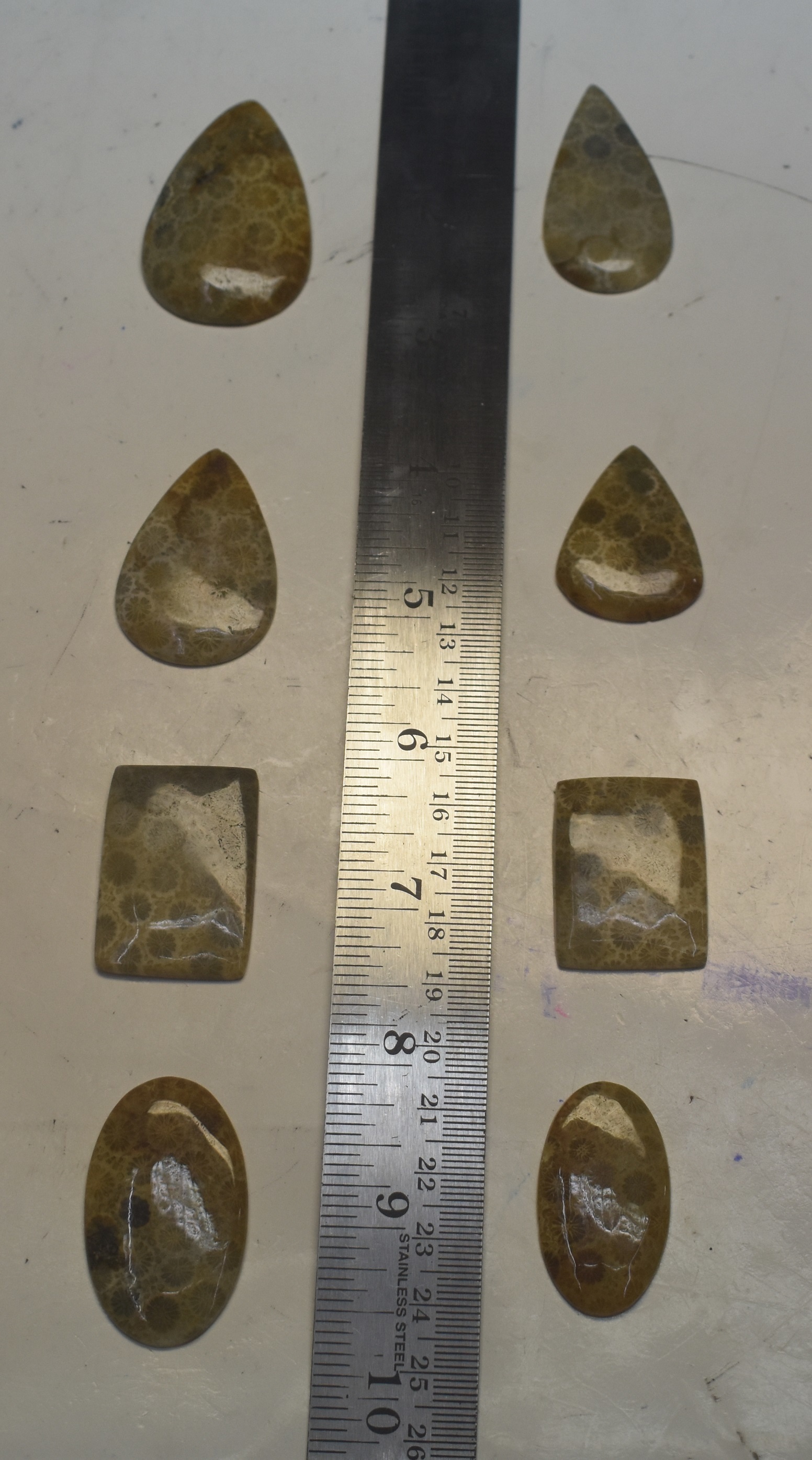Fossil Coral Polished Stone