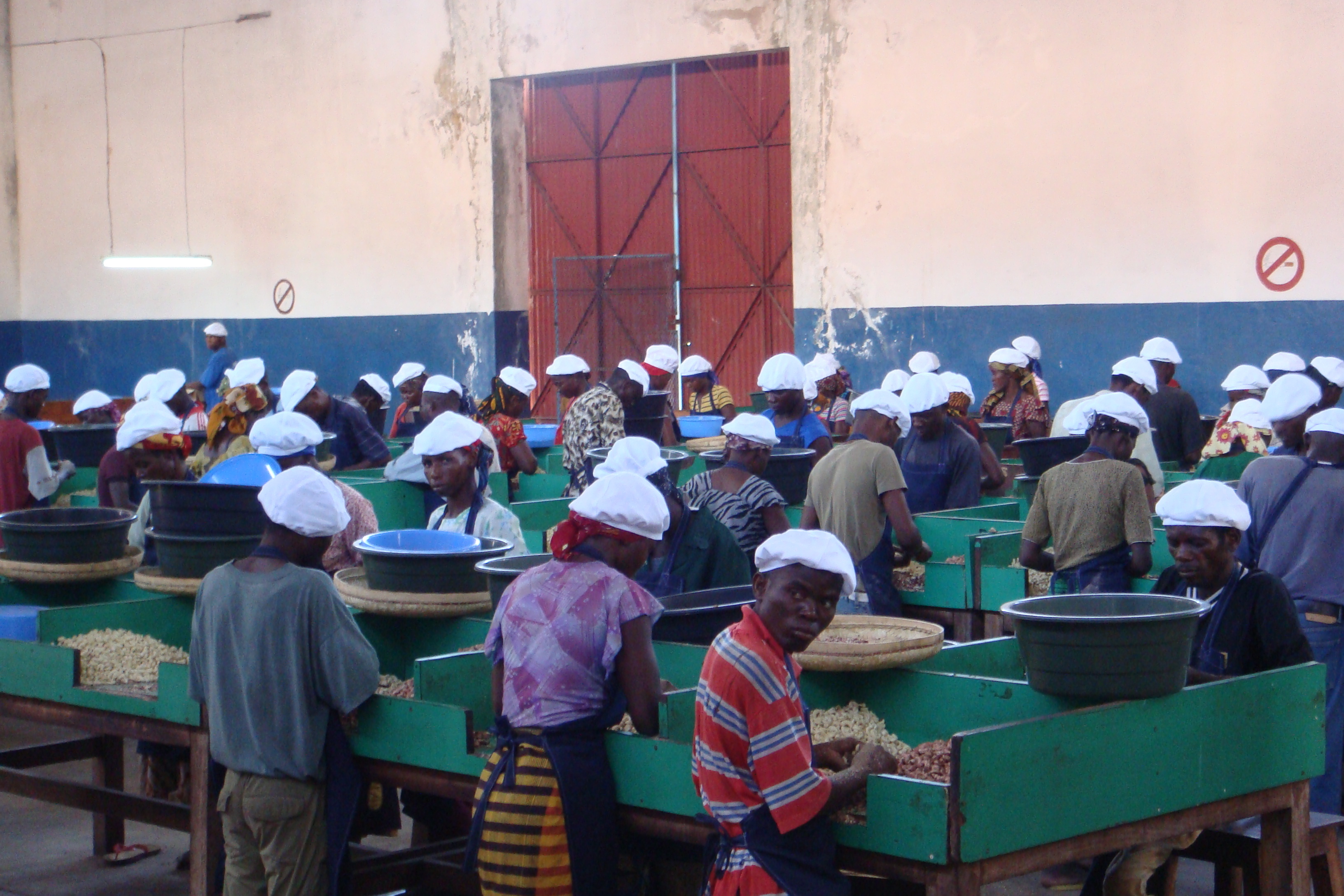 Blue Automatic Cashew Processing Plant - 1 Ton/day