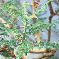 Boswellia Extract