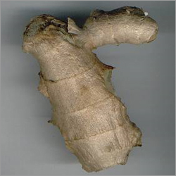 Ginger Extract