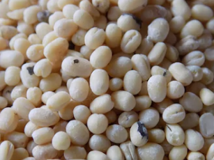 Organic Urad Dal - Whole Black Lentils 50kg | High Protein, Low Admixture, Hygienically Packed