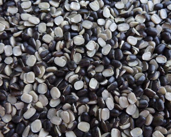 Organic Urad Dal - Whole Black Lentils 50kg | High Protein, Low Admixture, Hygienically Packed