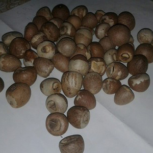 Areca Nut