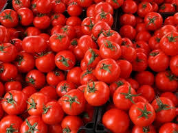 Fresh Tomato