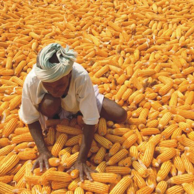 कैन्ड बेबी कॉर्न