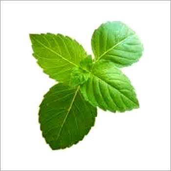 तुलसी के पत्ते