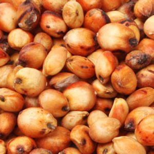 जौ के बीज