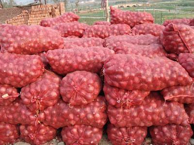 Red Pink Golden Fresh Onion