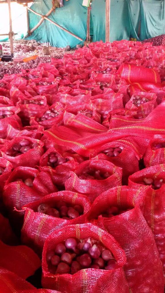 Red Pink Golden Fresh Onion