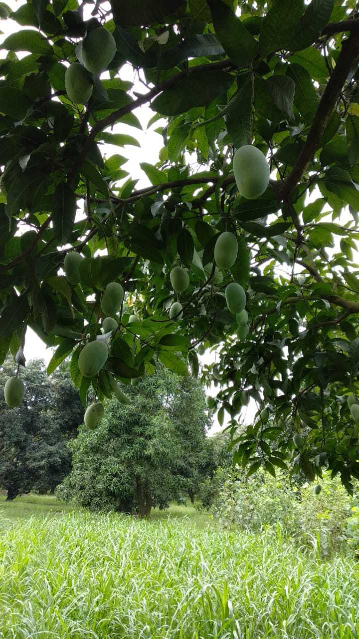 Greenhouse Raw Green Mango