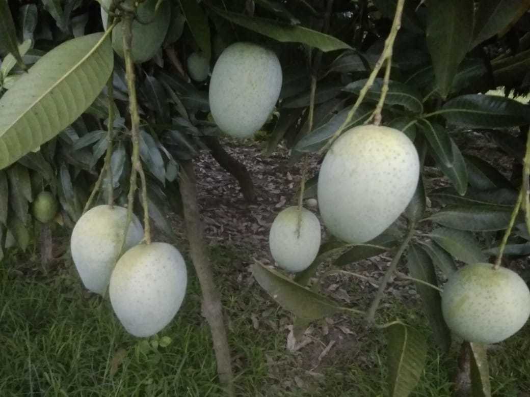Greenhouse Raw Green Mango