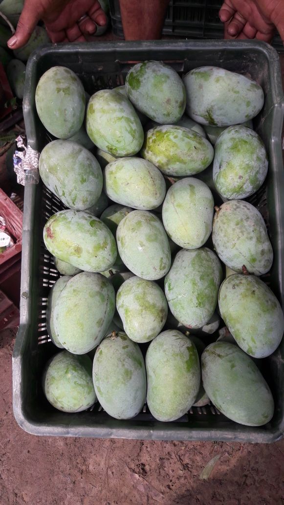 Greenhouse Raw Green Mango